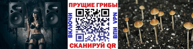 Галлюциногенные грибы прущие грибы  блэк спрут ССЫЛКА  Семикаракорск 